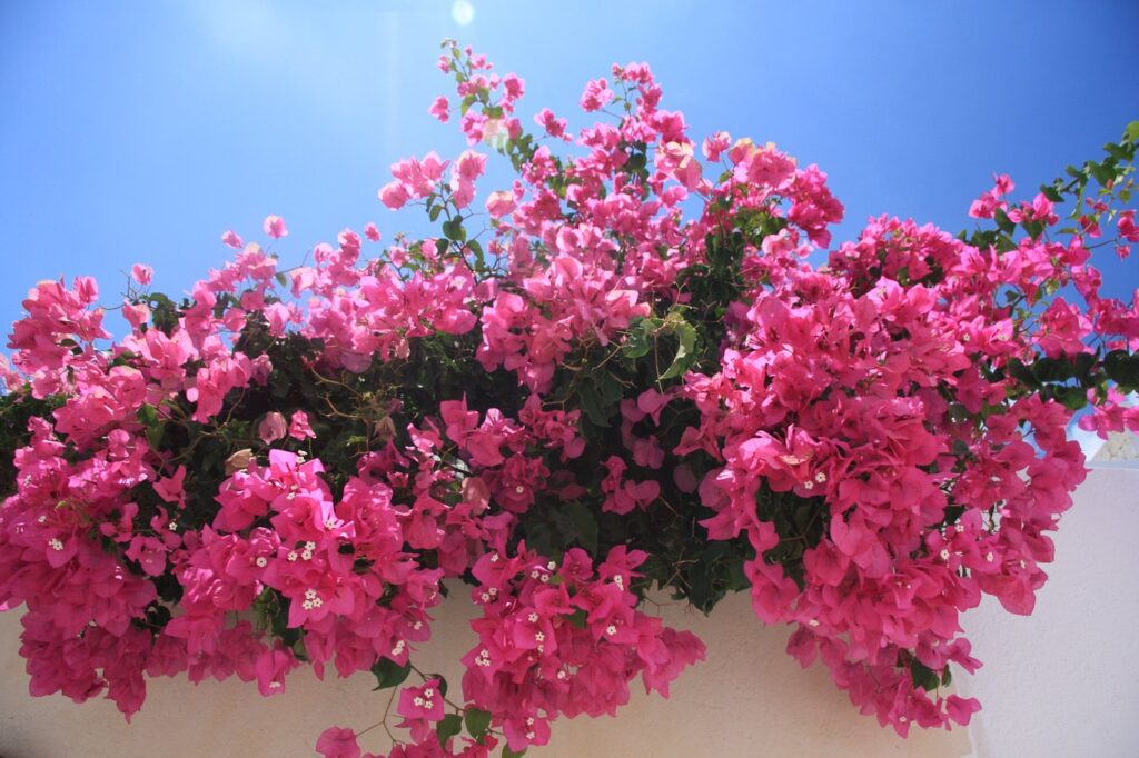 Mayo, el mes de las flores en Mallorca. Bougainvillea